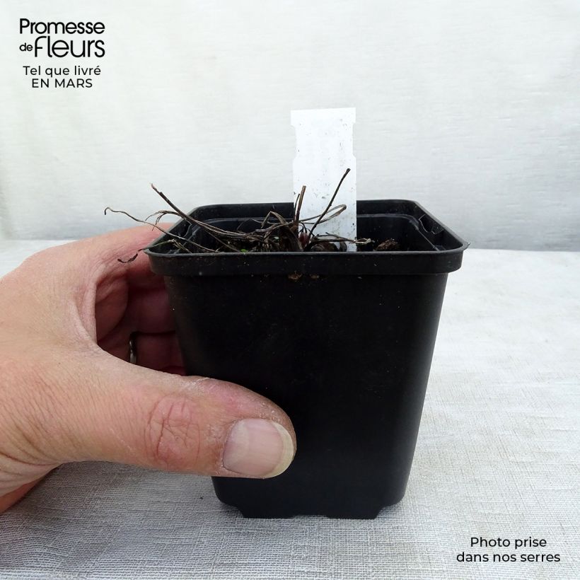 Example of Pulsatilla vulgaris Papageno - Anémone pulsatille Godet de 8/9 cm as you get in printemps