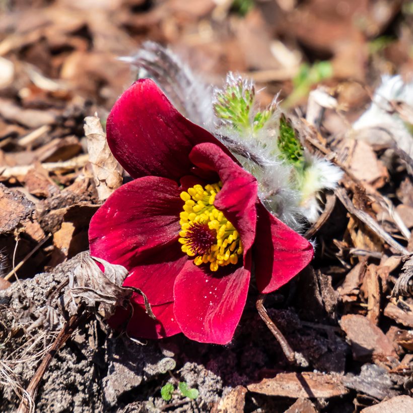 Pulsatilla vulgaris Rubra (Röde Klokke) - Anémone pulsatille (Flowering)