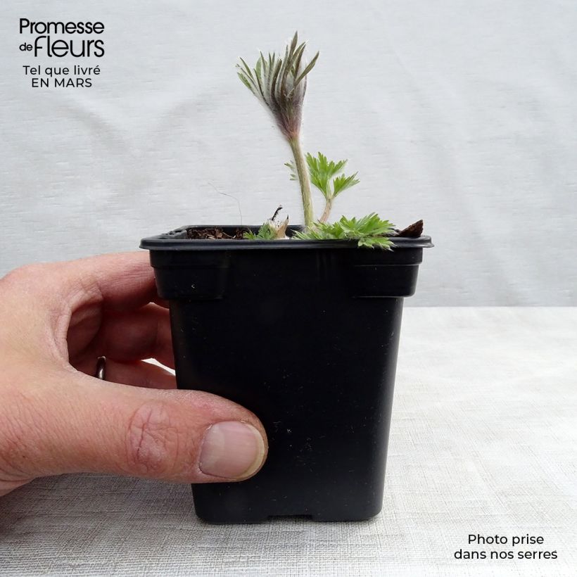 Example of Pulsatilla vulgaris Violet - Anémone pulsatille Godet de 7/8 cm as you get in printemps