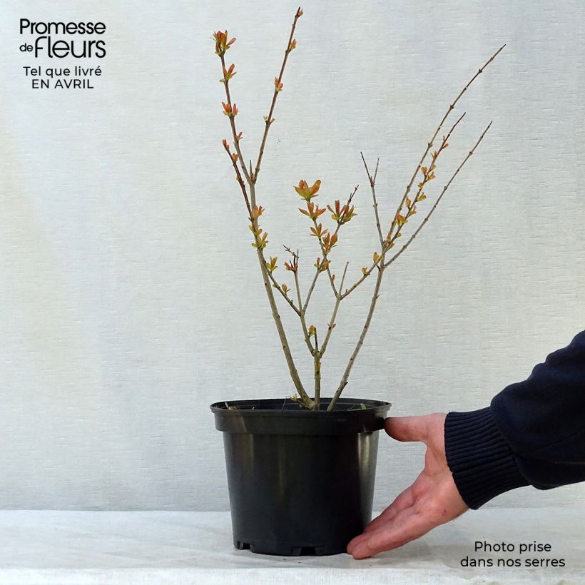 Spécimen de Punica granatum Nana - Grenadier nain  Pot de 2L/3L tel que livré au printemps