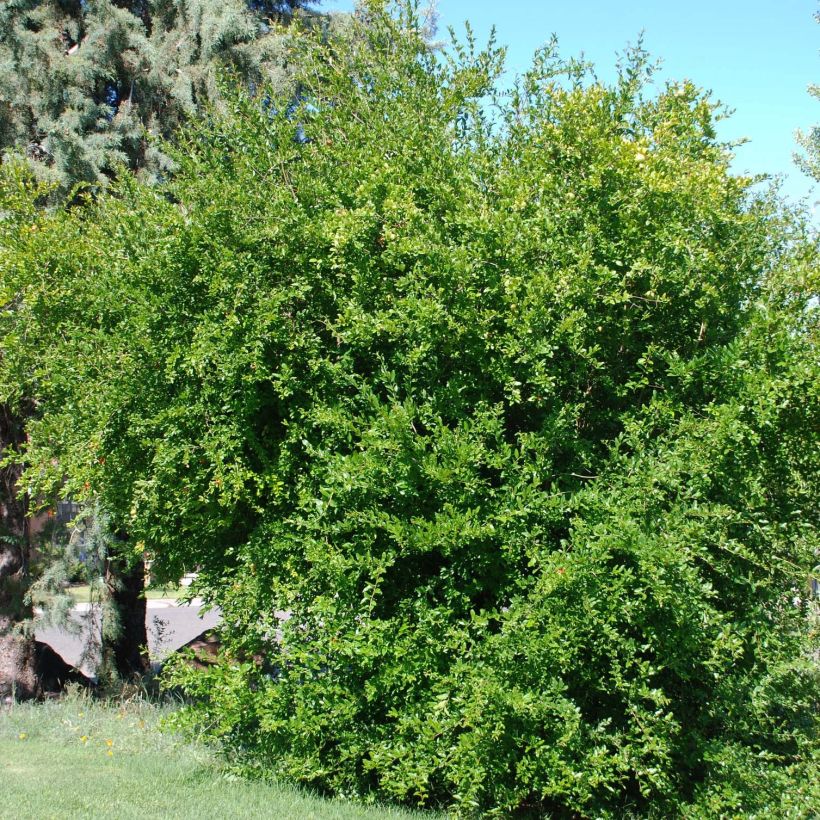 Grenadier à fruits - Punica granatum Wonderful (Plant habit)