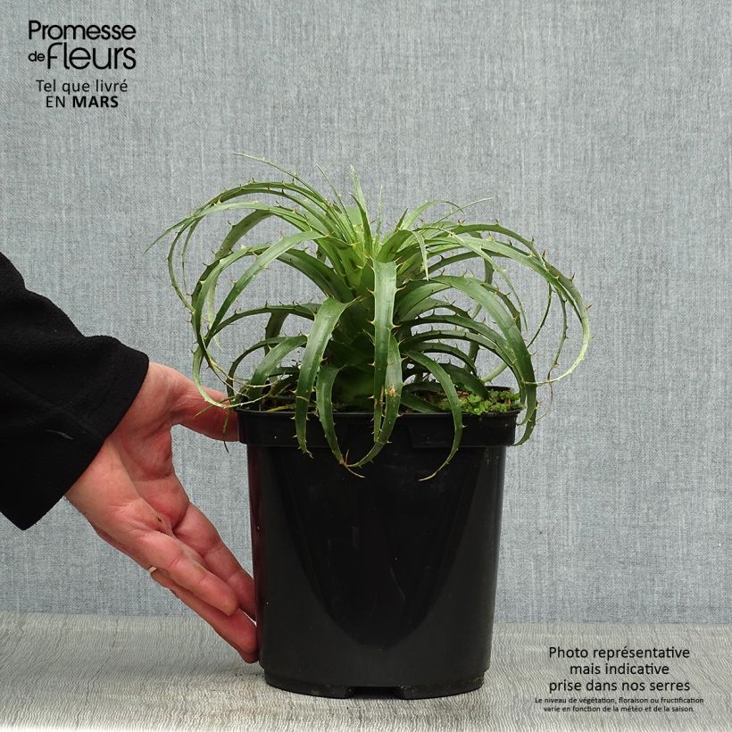 Spécimen de Puya berteroniana Pot de 2L/3L tel que livré au printemps