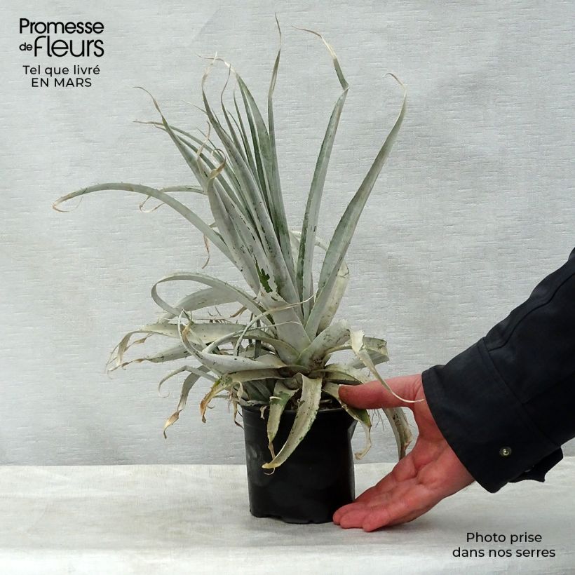 Spécimen de Puya harmsii - Chagual Pot de 12 cm / 13 cm tel que livré au printemps