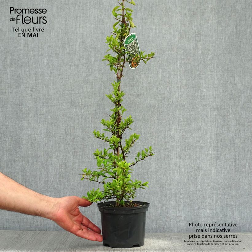 Example of Pyracantha Golden Charmer - Buissont ardent Pot de 2L/3L as you get in printemps