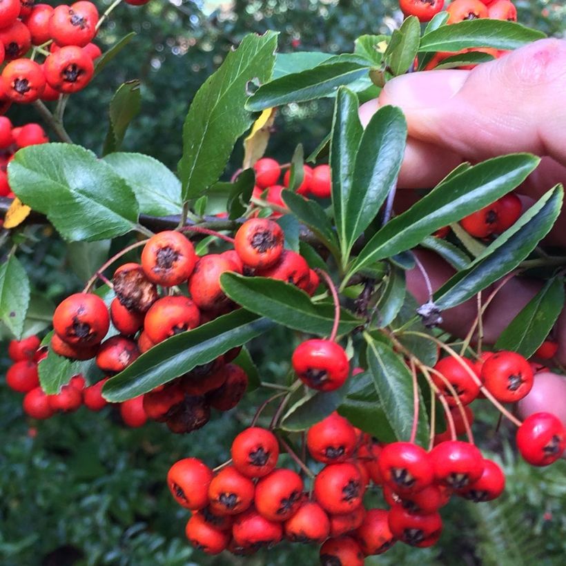 Pyracantha Mohave - Buisson ardent  (Foliage)