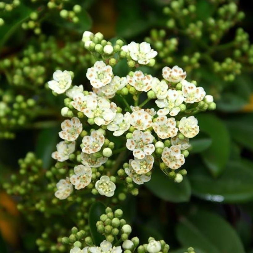 Pyracantha Mohave - Buisson ardent  (Flowering)