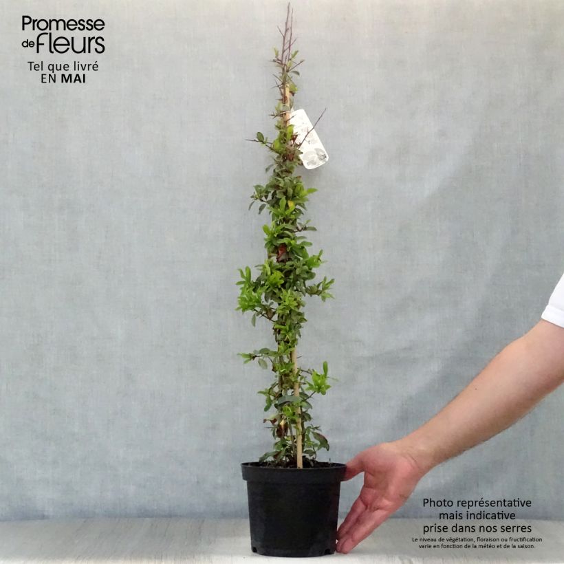 Example of Pyracantha Orange Glow - Buisson ardent  Pot de 2L/3L as you get in printemps