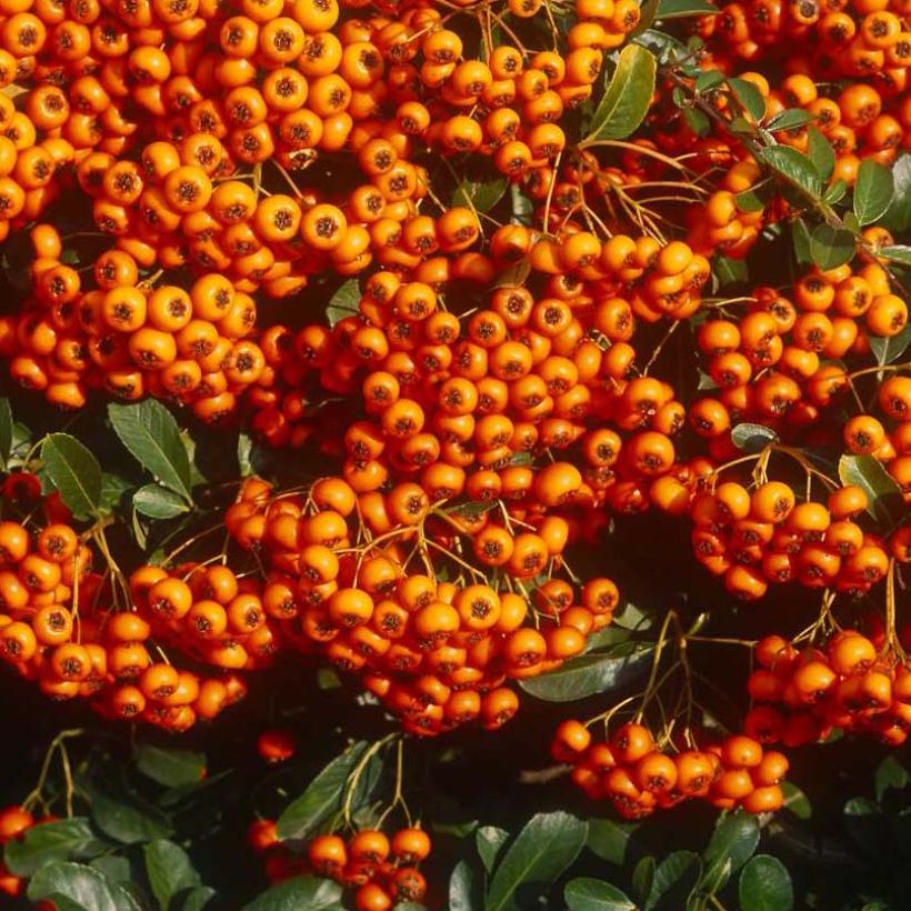 Pyracantha SAPHYR Orange - Buisson ardent (Harvest)