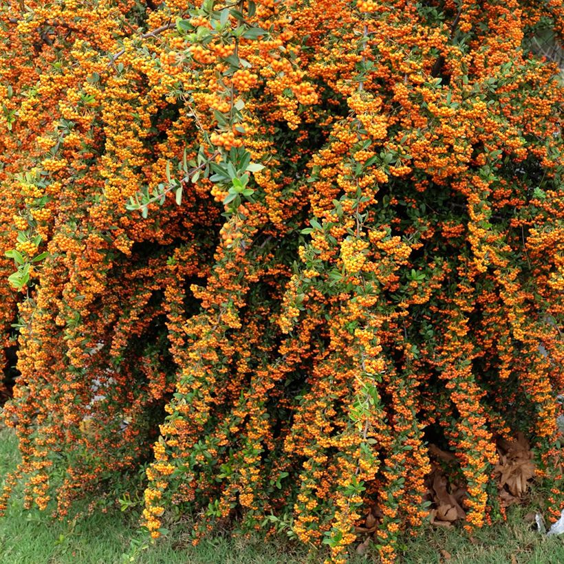 Pyracantha SAPHYR Orange - Buisson ardent (Plant habit)