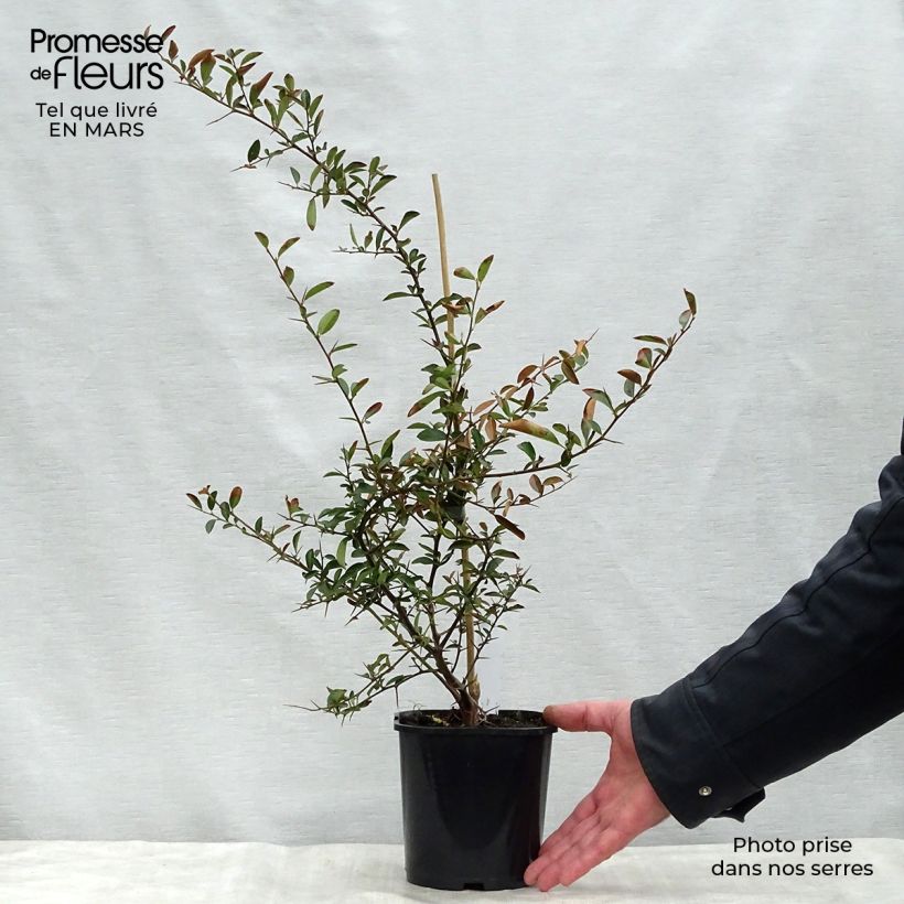 Example of Pyracantha Soleil d'or - Buisson ardent Pot de 2L/3L as you get in printemps