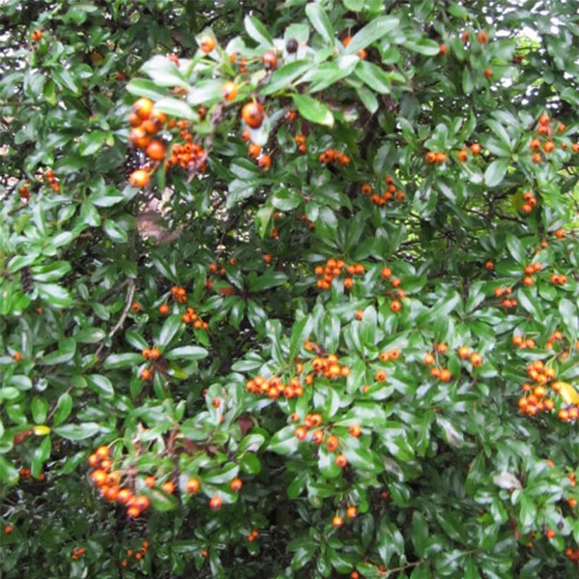 Pyracantha Teton - Buisson ardent (Foliage)
