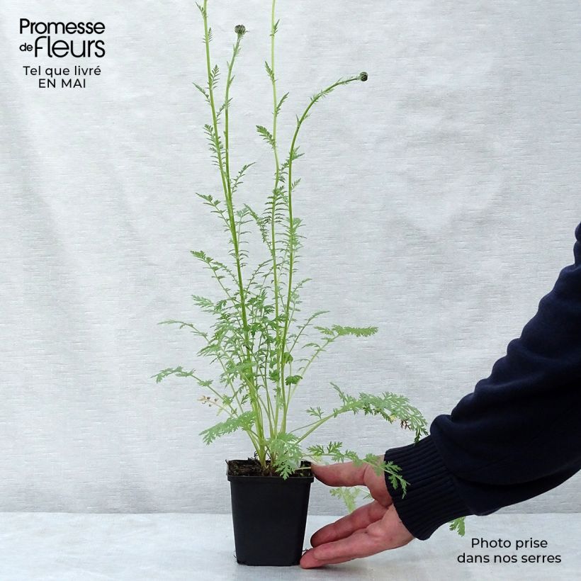 Example of Pyrèthre Robinson Rose -Tanacetum coccineum Godet de 8/9 cm as you get in printemps