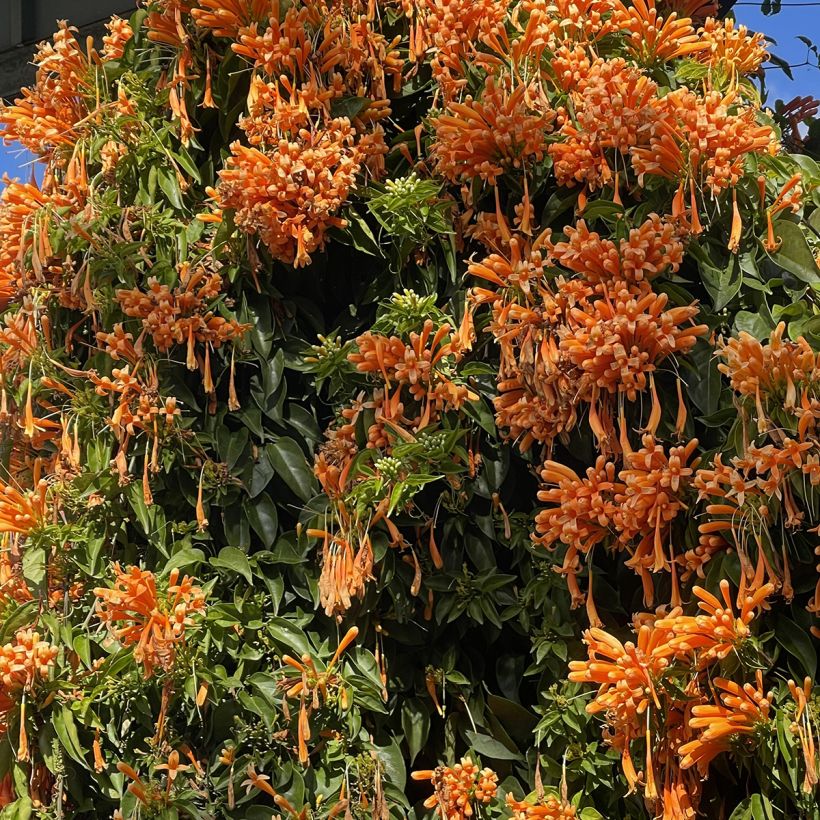 Pyrostegia venusta - Liane aurore, liane de feu (Port)