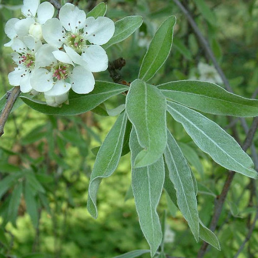 Pyrus salicifolia Pendula - Poirier d'ornement pleureur  (Foliage)