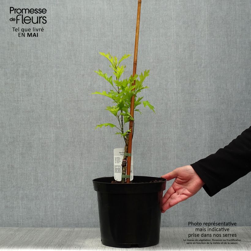 Example of Chêne des marais - Quercus palustris Green Pillar Pot de 4L/5L as you get in printemps