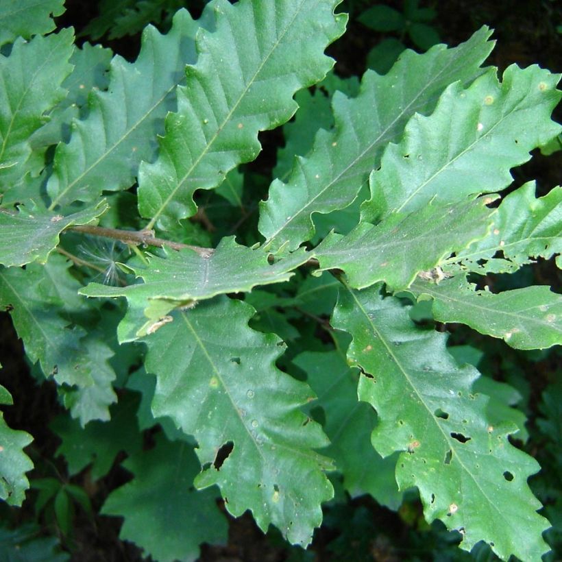 Quercus cerris - Chêne chevelu ou Chêne lombard (Foliage)