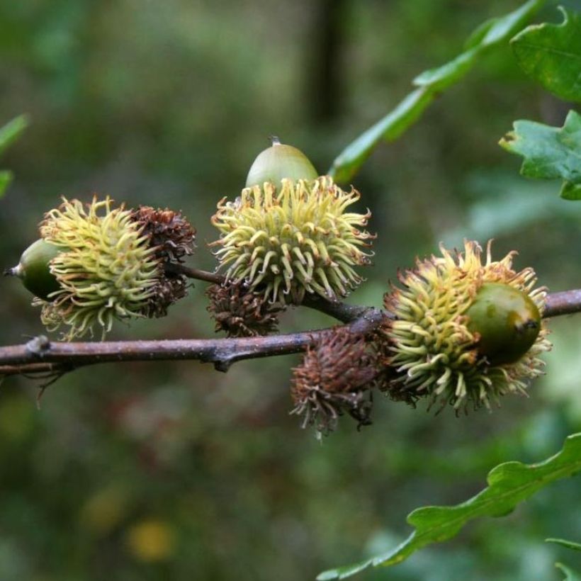 Quercus cerris - Chêne chevelu ou Chêne lombard (Harvest)
