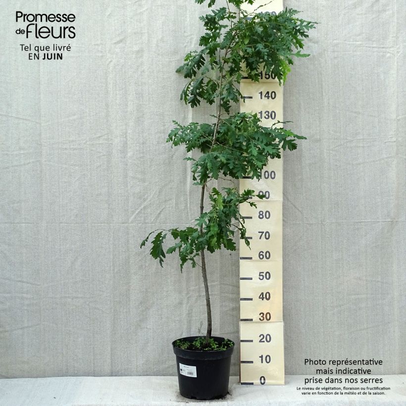 Example of Quercus cerris - Chêne chevelu ou Chêne lombard Pot de 7,5L/10L as you get in printemps