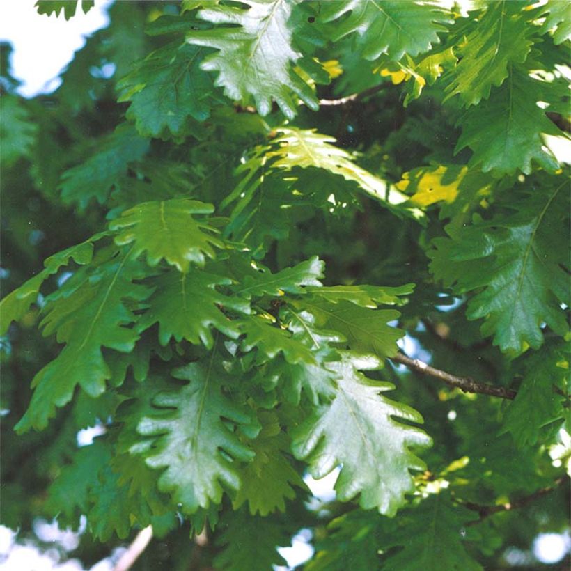 Chêne de Hongrie - Quercus frainetto (Foliage)