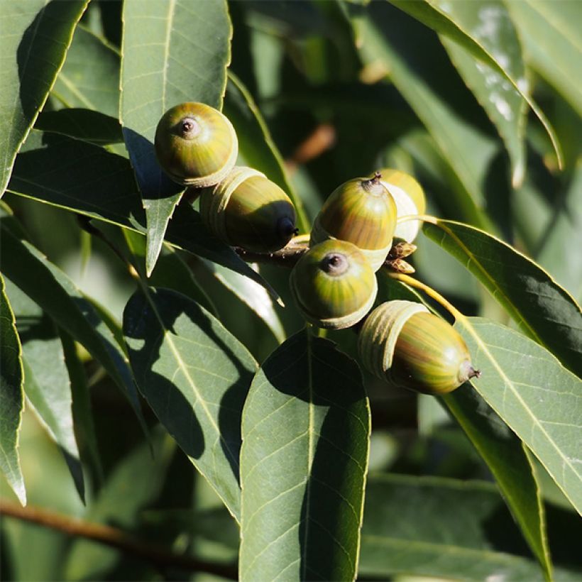 Quercus myrsinifolia - Chêne à feuilles de myrsine (Harvest)