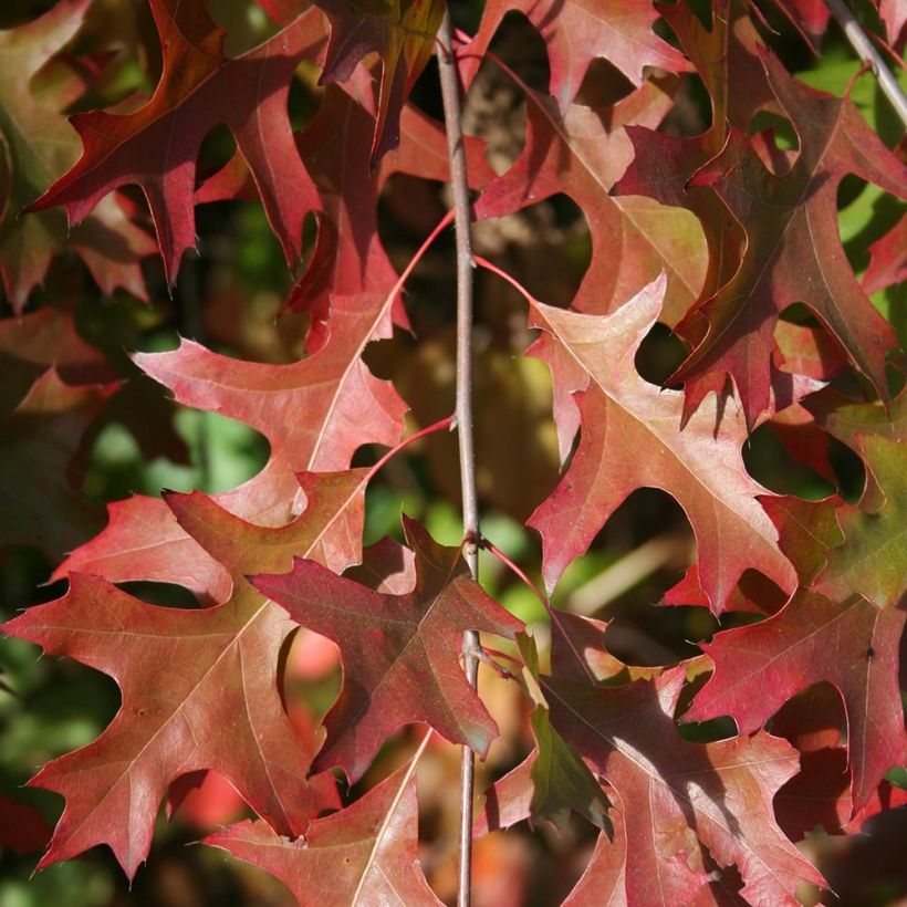 Chêne des marais nain - Quercus palustris Isabel (Foliage)