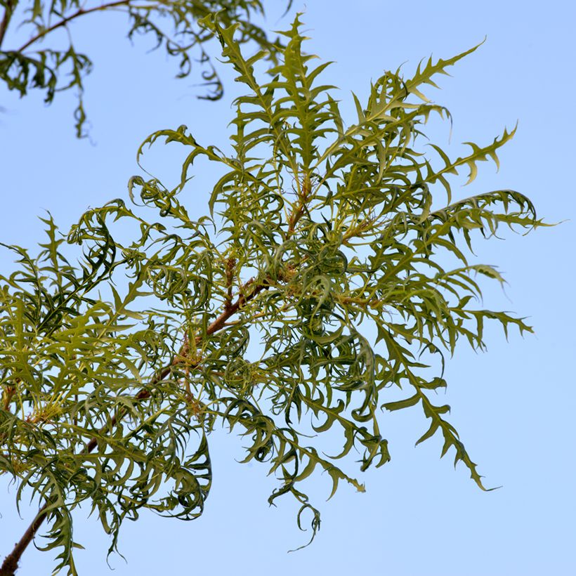 Quercus robur Pectinata - Chêne pédonculé (Foliage)