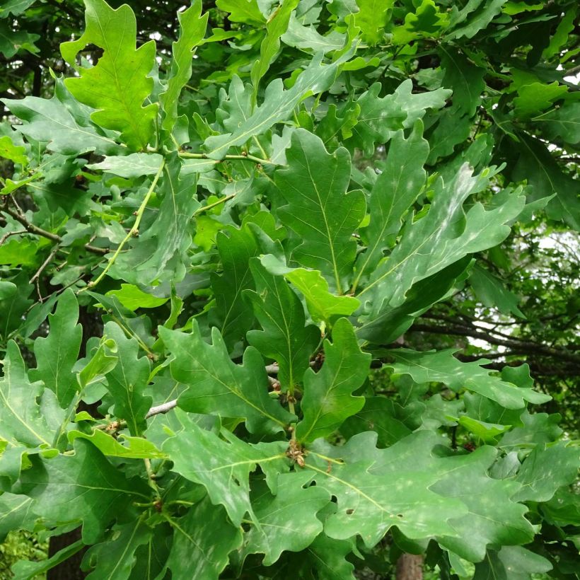 Chêne pédonculé - Quercus robur (Foliage)