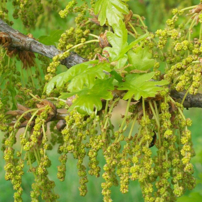 Chêne pédonculé - Quercus robur (Flowering)
