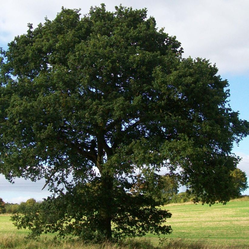Chêne pédonculé - Quercus robur (Plant habit)