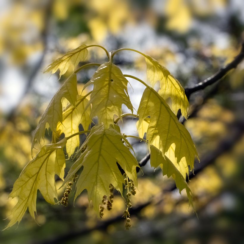 Quercus rubra Aurea - Chêne rouge d'Amérique doré (Foliage)