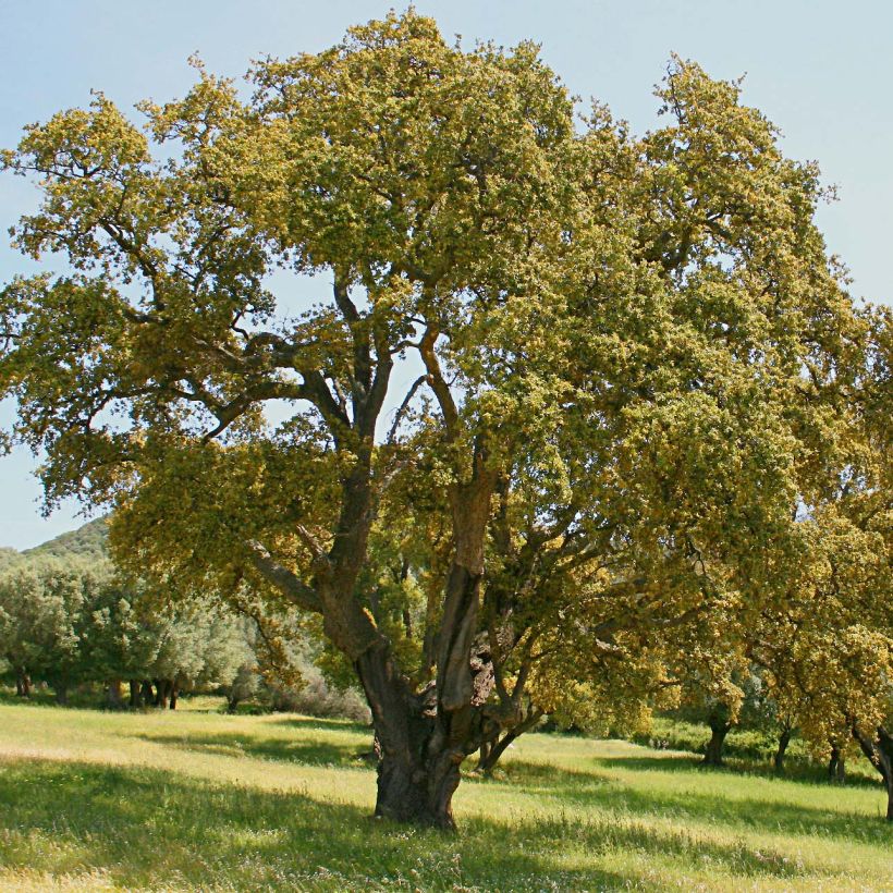 Chêne liège - Quercus suber (Plant habit)