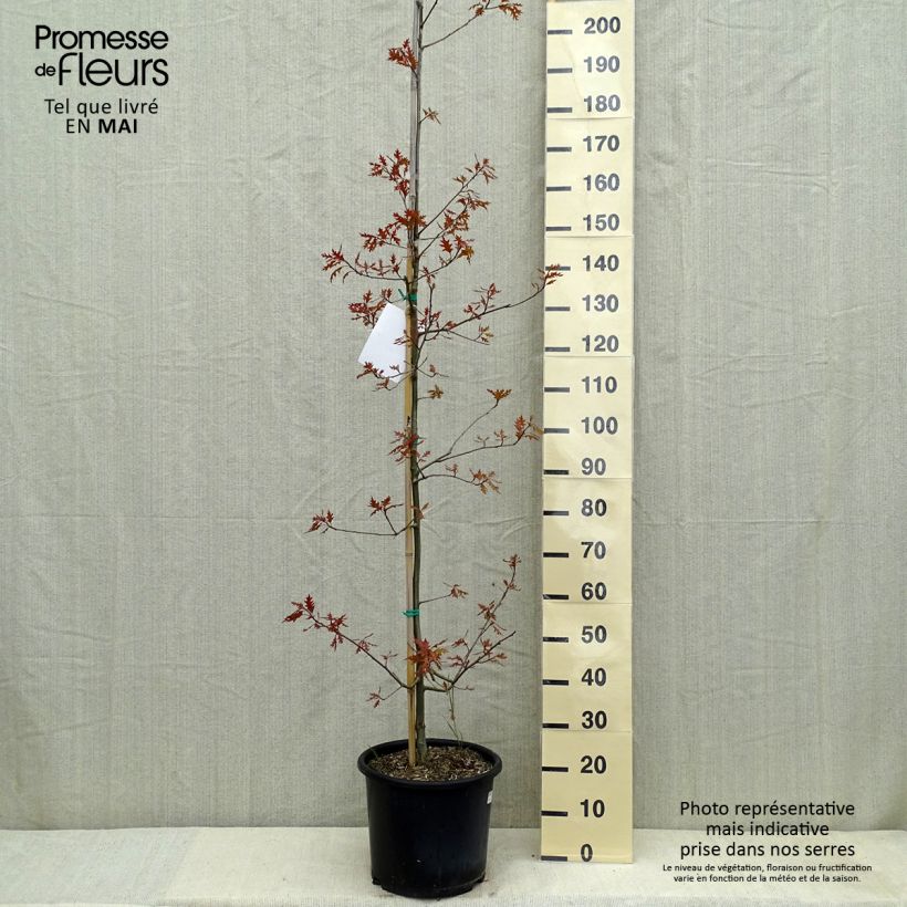 Example of Quercus texana New Madrid - Chêne rouge du Texas Pot de 7,5L/10L as you get in printemps