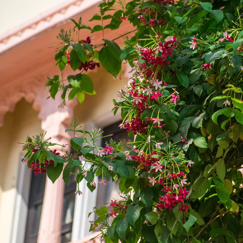 Quisqualis indica - Quisqualier d'Extrême-Orient (Port)