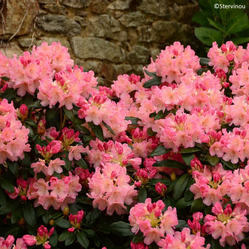 Rhododendron Percy Wiseman - Rhododendron nain  (Flowering)