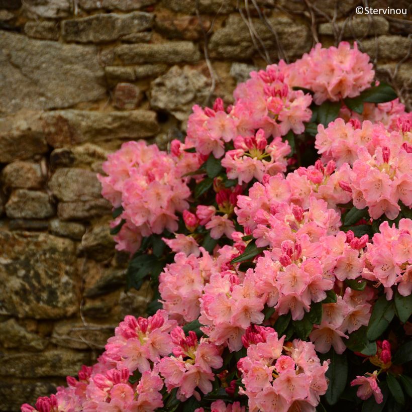 Rhododendron Percy Wiseman - Rhododendron nain  (Plant habit)