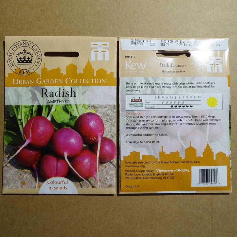 Example of Radis Amethyst - Raphanus sativus le sachet de 300 graines environ as you get