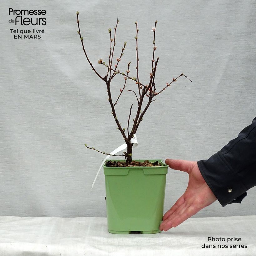 Example of Ragouminier - Prunus tomentosa Pot de 2L/3L as you get in printemps