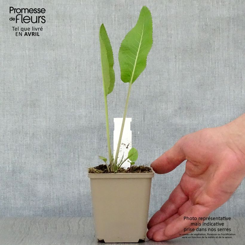 Example of Raifort - Armoracia rusticana - Moutarde des Allemands Godet de 7/8 cm as you get in printemps