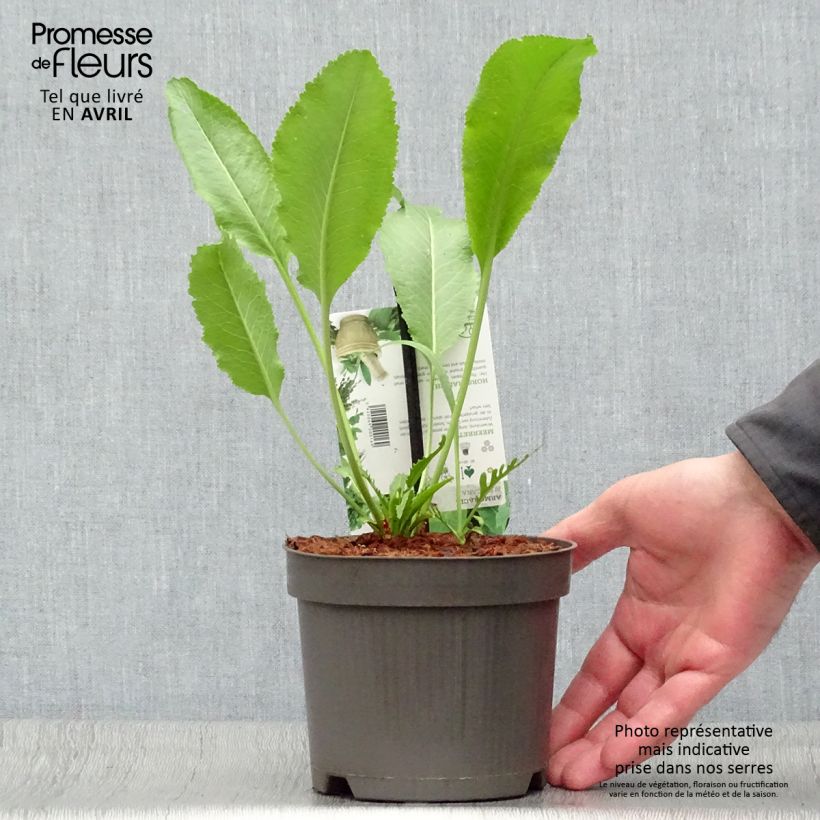 Example of Raifort - Armoracia rusticana - Moutarde des Allemands Pot de 1,5L/2L as you get in printemps