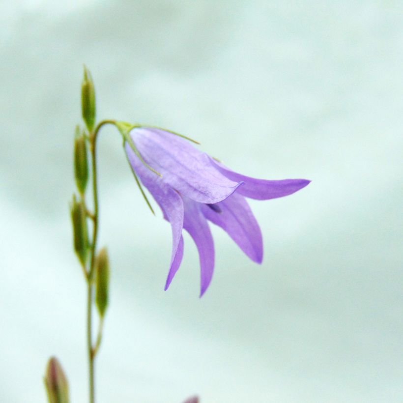 Raiponce - Campanula rapunculus (Flowering)