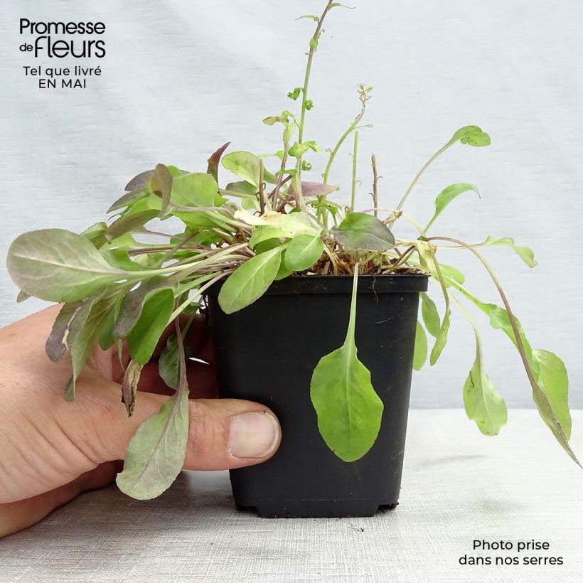 Example of Raiponce - Campanula rapunculus Godet de 7/8 cm as you get in printemps