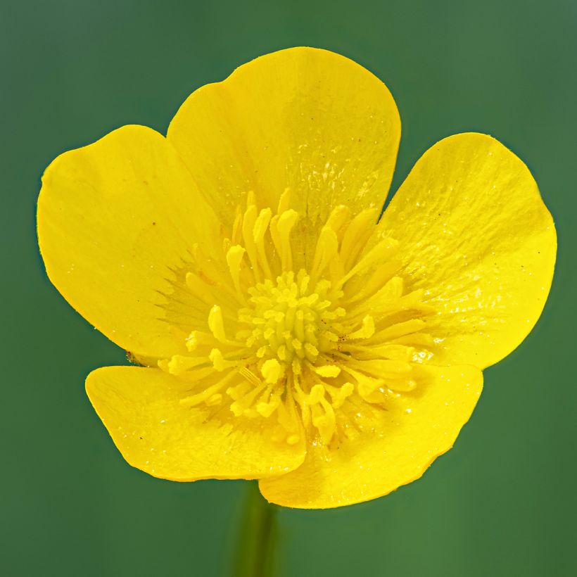 Ranunculus acris - Bouton d'or (Floraison)
