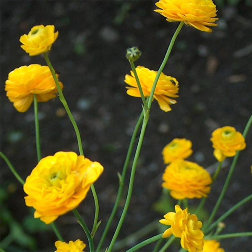 Ranunculus acris Multiplex - Bouton d'or (Flowering)