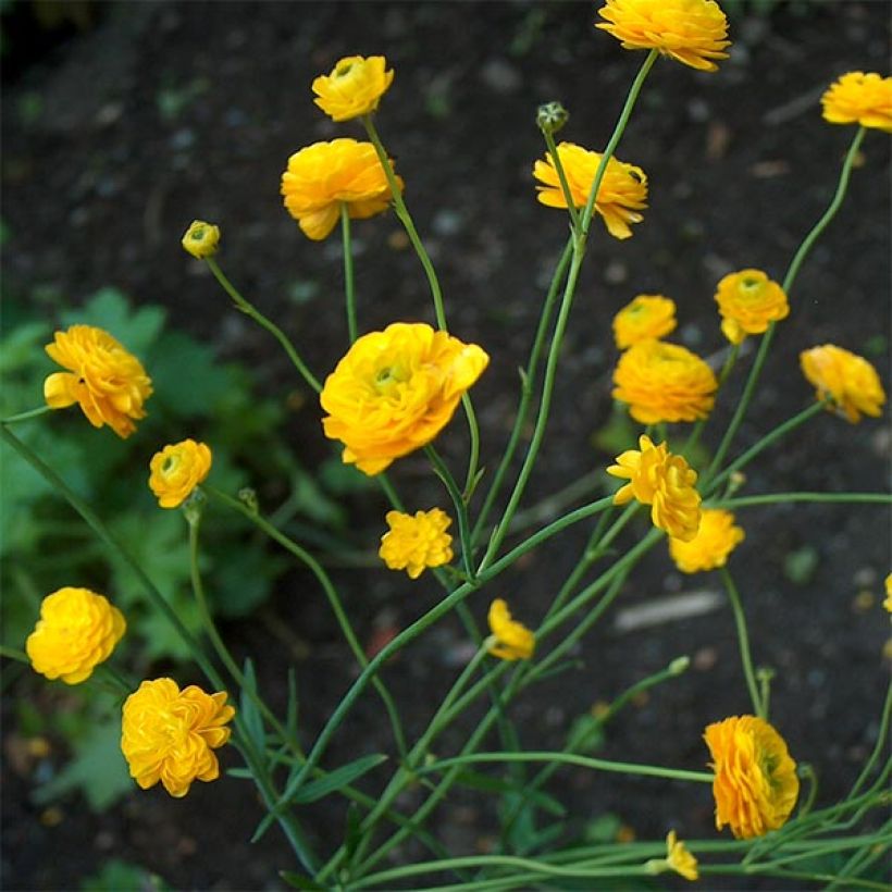 Ranunculus acris Multiplex - Bouton d'or (Plant habit)