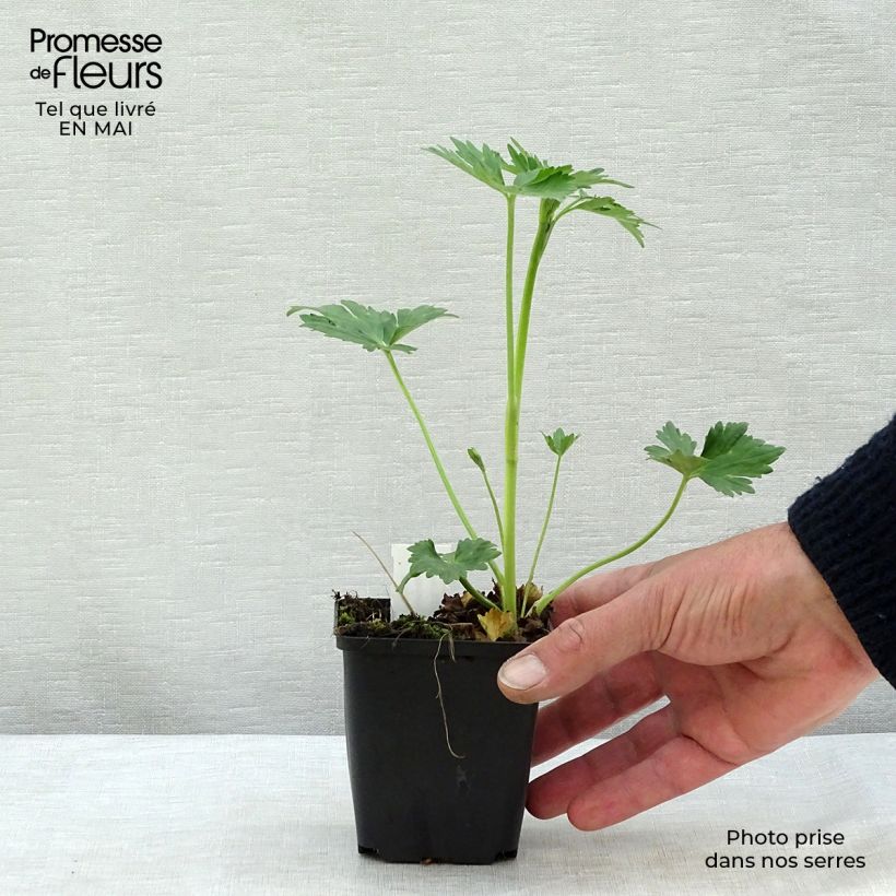 Example of Ranunculus acris Multiplex - Bouton d'or Godet de 8/9 cm as you get in printemps