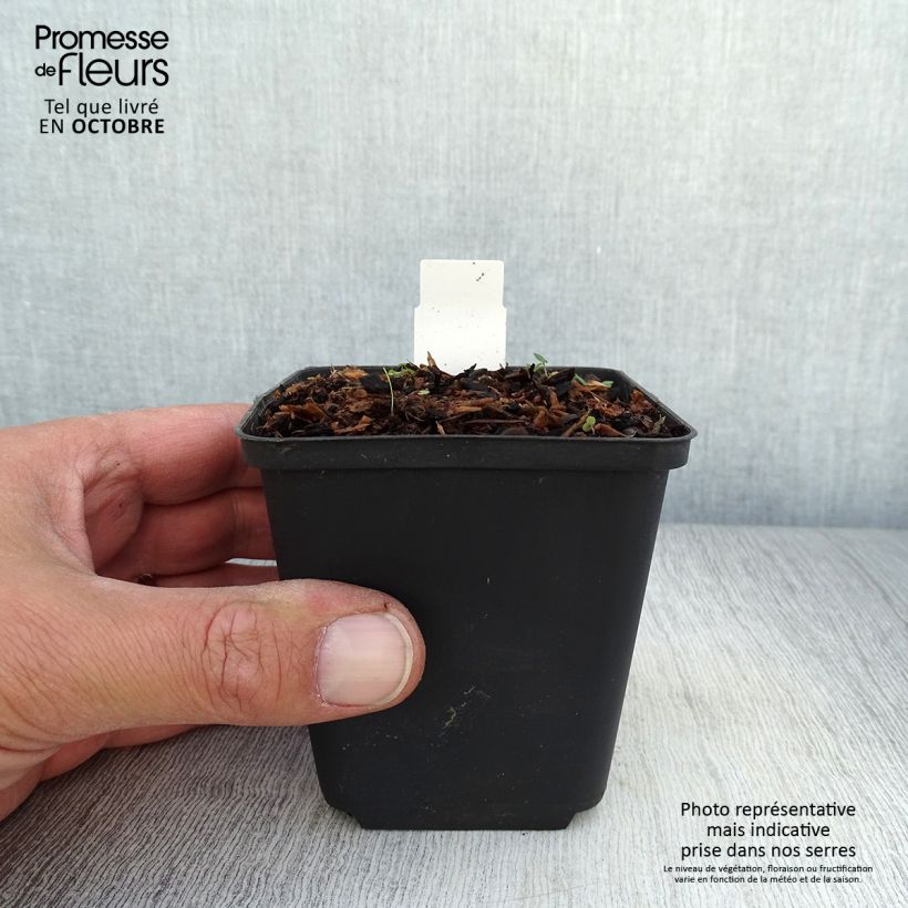Spécimen de Ranunculus ficaria Collarette - Ficaire fausse-renoncule. Godet de 8/9 cm tel que livré en automne