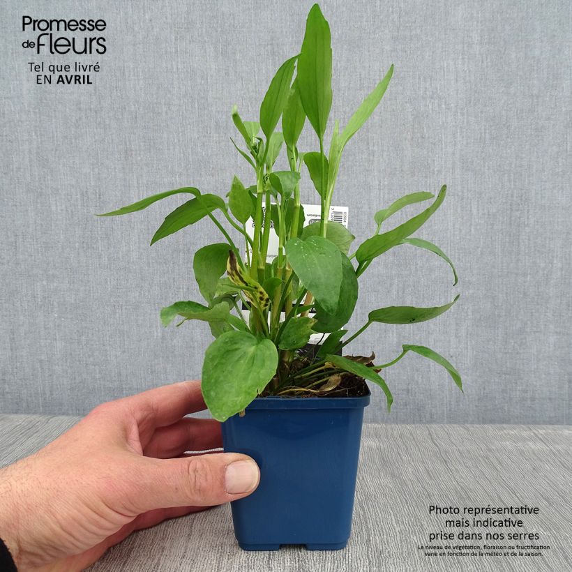 Example of Ranunculus flammula - Renoncule flammette Godet de 8/9 cm as you get in printemps