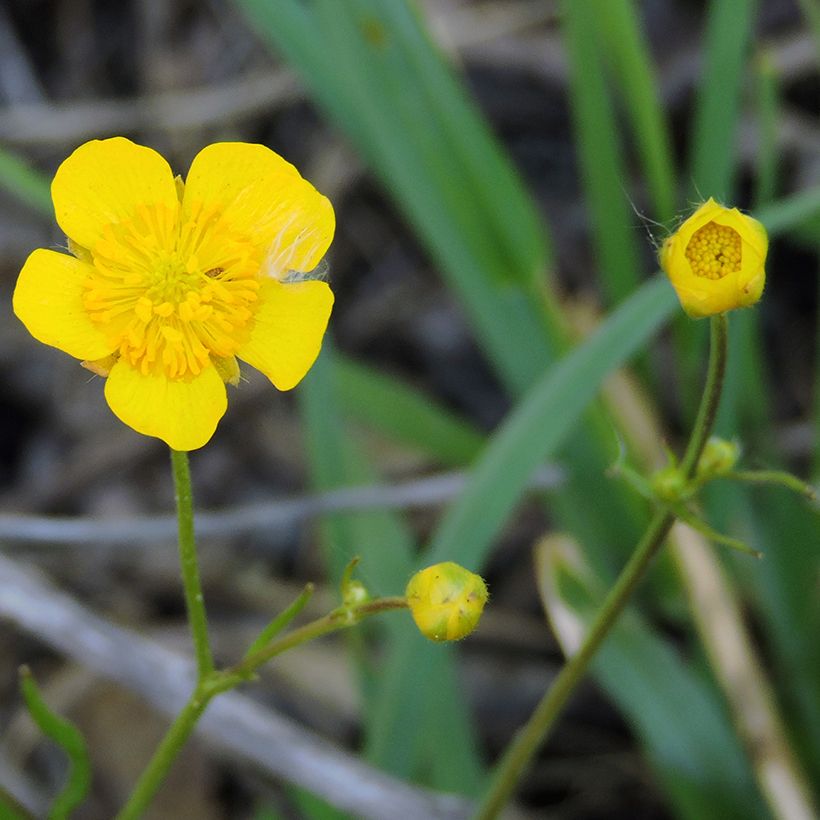 Ranunculus flammula - Renoncule flammette (Flowering)
