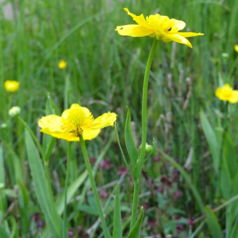 Ranunculus lingua - Grande douve (Flowering)