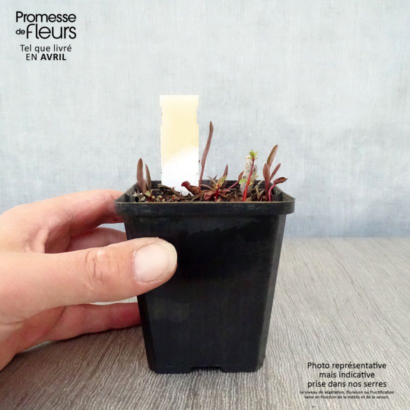 Example of Ranunculus lingua - Grande douve Godet de 8/9 cm as you get in printemps